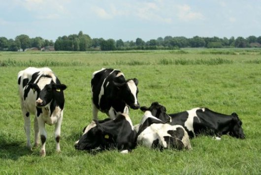 Gewasopbrengsten analyseren met KringloopWijzer