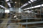 De stal is uitgebreid met 74 plaatsen. Daarnaast zijn er melkrobots geplaatst en is er een voerschuifrobot geïnstalleerd.. 