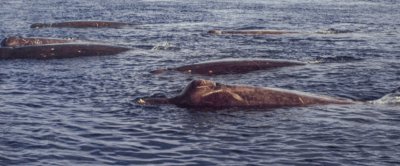 Een prachtige foto van zuidelijke zwarte dolfijnen nabij het landvast ijs in de Drescher Inlet, Antarctica, gemaakt in 1990 © Joachim Plötz