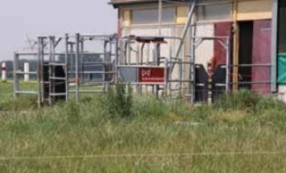 Figuur 4: De koeien kunnen direct de wei in zonder daarbij het erf te kruisen