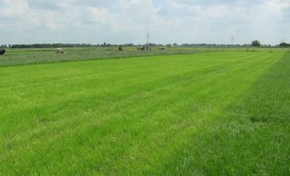 Figuur 1 Stripgrazen op etgroen geeft hoge benutting, maar maaien moet wel beperkt blijven om voldoende vers gras beschikbaar te houden voor de koeien