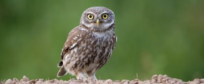 steenuil_shutterstock_2315926541.jpg