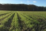 Na de oogst eind ontwikkelt het gras zich snel en is het perceel vlug mooi groen.