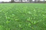 Banning teelt sinds enige jaren kruidenrijk grasland