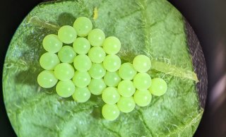 Groene schildwants (Palomena prasina). Foto: Paul Sicot