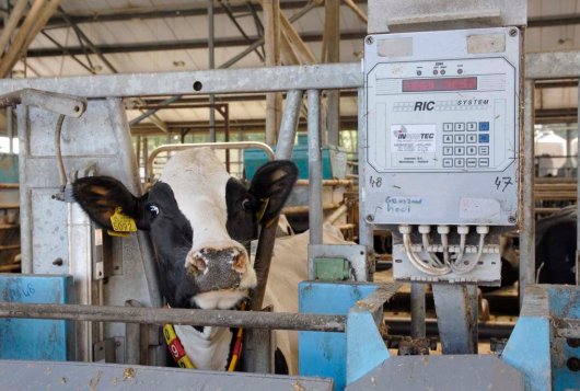 Optimaliseren voeropname melkvee voor fokkerij