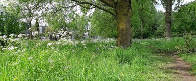 Groenstrook met gras en kruiden 