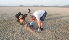 Een aangespoelde bruinvis in De Slufter op Texel, dat pas na een week werd gevonden. Mardik en zijn collega’s vinden later tijdens het maagonderzoek in het lab restanten van forse makrelen. Foto: Wiske Overmaat Een aangespoelde bruinvis in De Slufter op Texel, dat pas na een week werd gevonden. Mardik en zijn collega’s vinden later tijdens het maagonderzoek in het lab restanten van forse makrelen. Foto: Wiske Overmaat