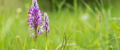 orchis_militaris_shutterstock_2309464801.jpg