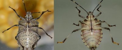 Links: grauwe schildwants (inheems); Rechts bruingemarmerde schildwants (exoot)