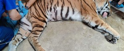 Foto tijger 1.jpg