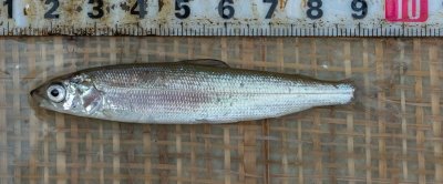 Een Noordzeehouting van ongeveer 9 centimeter, aangetroffen in de havenkom. Foto: Joep de Leeuw