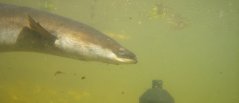 Schieraal die langs een akoestische ontvanger zwemt Schieraal die langs een akoestische ontvanger zwemt