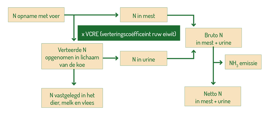 Figuur 1. Berekening van de N-excretie op basis van opgenomen hoeveelheid N, de in melk en vlees vaste gelegde hoeveelheid N, en de verteerbaarheid van N. (Wanneer de verteerbaarheid van N daalt, bij gelijke melkproductie komt er minder N in de urine terecht, wat tot een lagere NH3-emissie leidt.) Figuur 1. Berekening van de N-excretie op basis van opgenomen hoeveelheid N, de in melk en vlees vaste gelegde hoeveelheid N, en de verteerbaarheid van N. (Wanneer de verteerbaarheid van N daalt, bij gelijke melkproductie komt er minder N in de urine terecht, wat tot een lagere NH3-emissie leidt.)