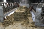 Koeien kunnen in de stal over onbeperkt ruwvoer beschikken 