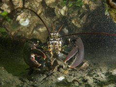 De Noordzeekreeft (Homarus gammarus) is een iconische inwoner van de Europese wateren. Beeld: Oscar Bos. De Noordzeekreeft (Homarus gammarus) is een iconische inwoner van de Europese wateren. Beeld: Oscar Bos.