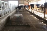Coen Hagoort melkt rond de 130 koeien.