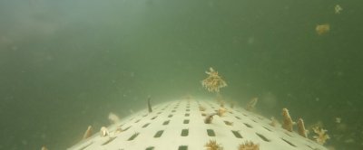 De werking van de kiwikuil onder water