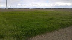 Grasklavermengsels in akkerbouwrotaties Grasklavermengsels in akkerbouwrotaties