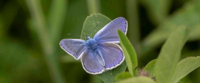 _MG_9335 Icarusblauwtje Man -k1.jpg