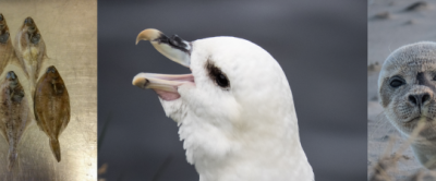 Voor het onderzoek van de gevolgen van het ZOE-incident werden onder andere de magen van schar (links), Noordse stormvogels (midden) en gewone zeehond (rechts) onderzocht.