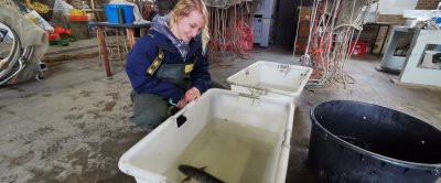 Onderzoek naar de functie van de Waddenzee voor grotere vissen zoals zeeforel, diklipharder, zeebaars en ruwe haai, door promovendus Jena Edwards, met behulp van akoestische zenders.
