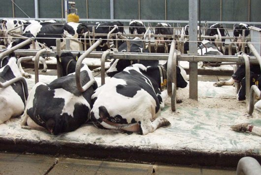 Het beïnvloeden van de NH3 emissie, kan dat?