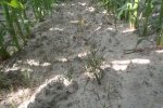 Daar waar meer licht inval is ontwikkeld het rietzwenk zich logischerwijs ook beter. Bestrijding aardappel opslag is chemisch ten dele gelukt.  Bijna altijd zien we dat de natuurlijke hulptroepen de laatste aardappelen in maïs opruimen.