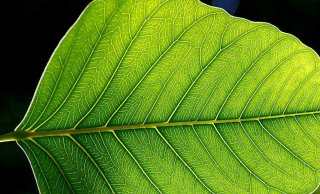 Leaf.jpg