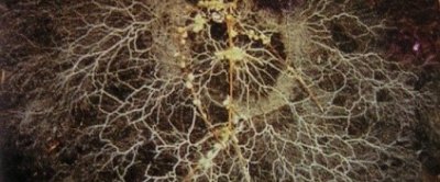 De mycorrhizal schimmel (witte draden) verlengt het wortelsysteem (bruin) van de plant en versterkt de capaciteit voor opname van voedingsstoffen (foto door: Rachael Kowaleski)