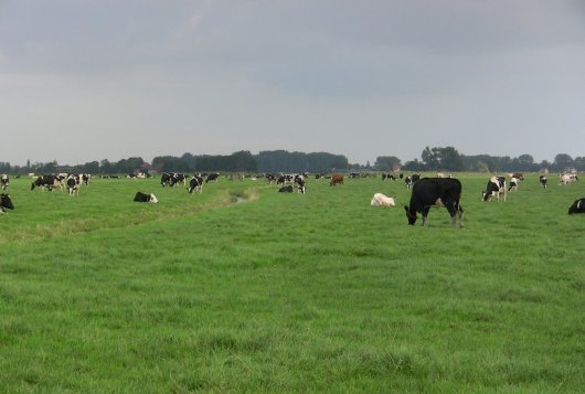 AmmoniakWijzer geeft inzicht in ammoniakreducerende maatregelen AmmoniakWijzer geeft inzicht in ammoniakreducerende maatregelen