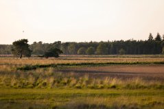 Drooggevallen ven. Veel natuurgebieden in Nederland kampen met problemen zoals een tekort aan water of een teveel aan stikstof. Drooggevallen ven. Veel natuurgebieden in Nederland kampen met problemen zoals een tekort aan water of een teveel aan stikstof.