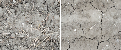 Links: bodem uit de basisproef niet-kerende grondbewerking (NKG), met duidelijk zichtbaar meer bodemleven. Rechts: bodem na ploegen. Het verschil is goed te zien (Foto: Lotte van Deuren van Hollander).