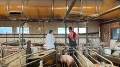 Een welzijnsinspecteur beoordeelt de bezettingsgraad in een varkenshok, waarbij wordt gekeken of de dieren voldoende ruimte hebben volgens de EU-normen. Foto WUR. Een welzijnsinspecteur beoordeelt de bezettingsgraad in een varkenshok, waarbij wordt gekeken of de dieren voldoende ruimte hebben volgens de EU-normen. Foto WUR.