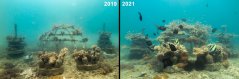 artificial_reefs_concrete_structures_ewout-knoester_2.jpg artificial_reefs_concrete_structures_ewout-knoester_2.jpg