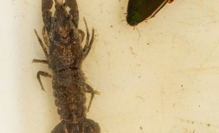 Enkele andere soorten in de vistrap: een gevlekte Amerikaanse rivierkreeft, tuimelaar en waterjufferlarve, credits: Joep de Leeuw