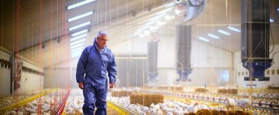 Onderzoeker Jan van Harn op een vleeskuikenhouderij