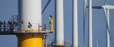 Aalscholvers in een windpark (foto: Steve Geelhoed)
