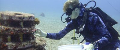 Onderzoeker introduceert West-Indische topschelp (wulk) op kunstmatig rif. Foto: Alwin Hylkema