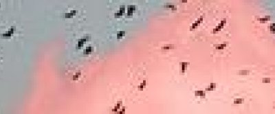 TRED banner achtergrondplaatje wolken met vogels - smalle band.jpg