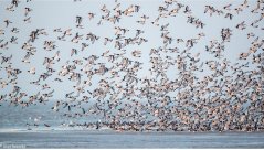 De Noordzee is een ‘antropogene zee’ geworden. Beeld: Jeroen Hoekendijk De Noordzee is een ‘antropogene zee’ geworden. Beeld: Jeroen Hoekendijk