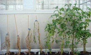 Aardappelsoorten verschillen in droogte-tolerantie.