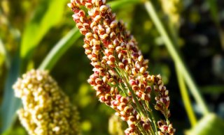Quinoaplant - WUR researchers hebben quinoa ontwikkeld die  op zoute grond kan groeien