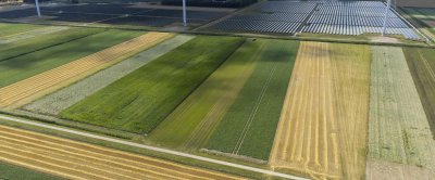 In gemengde teeltsystemen worden veel verschillende soorten gewassen samen geteeld. Foto: HAKO fotografie.