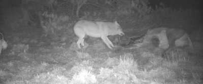 Wolf bij een dood edelhert. (Bron: ARK Natuurontwikkeling)
