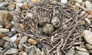 Nest van een visdief, mei 2023. Credits: Wageningen Marine Research