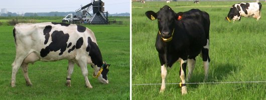 Figuur 1. Koeien op Dairy Campus, uitgerust met drie sensoren: de SensOor, de Smarttag hals, en de Smarttag poot. Figuur 1. Koeien op Dairy Campus, uitgerust met drie sensoren: de SensOor, de Smarttag hals, en de Smarttag poot.