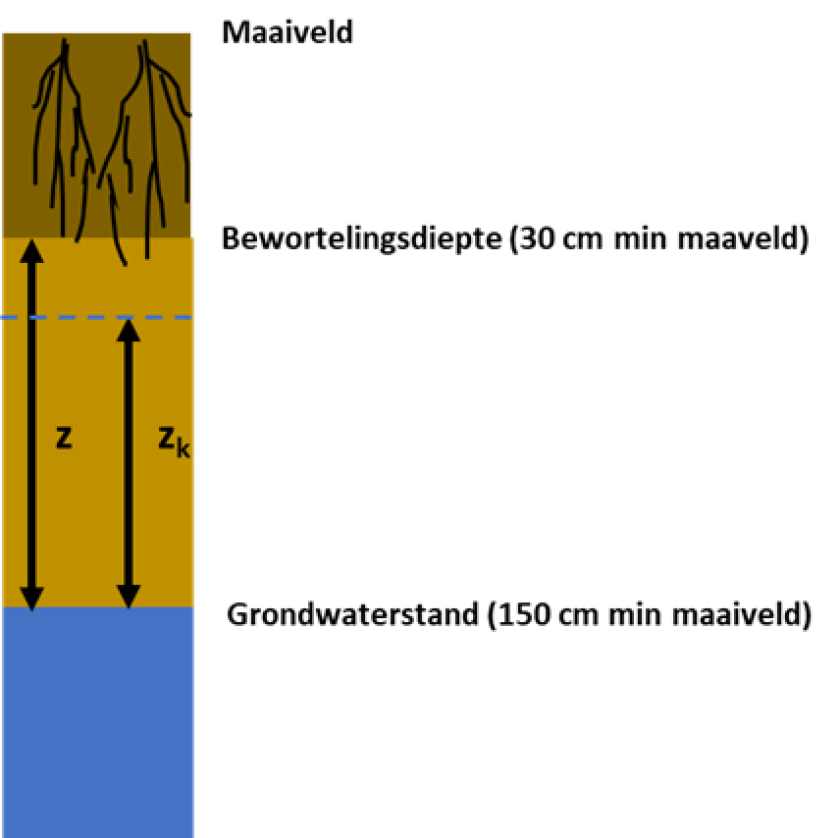 Figuur 1: Verbeelding van een situatie waarbij grondwater te diep onder de wortels zit om voldoende vocht aan te leveren. 