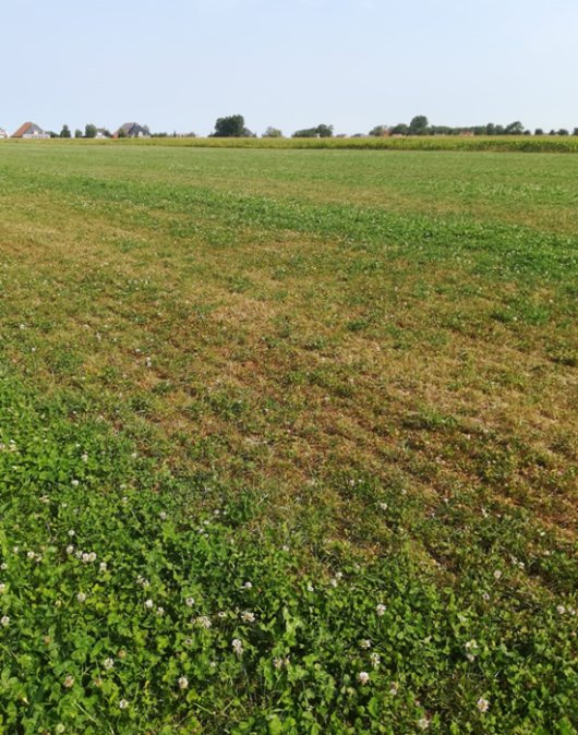 Droogte-20180720-WA0004 v2.jpg