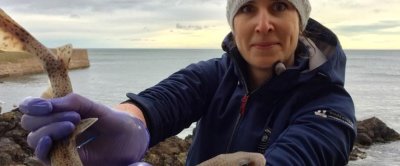 Onderzoeker Annemiek Hermans houdt een hondshaai vast